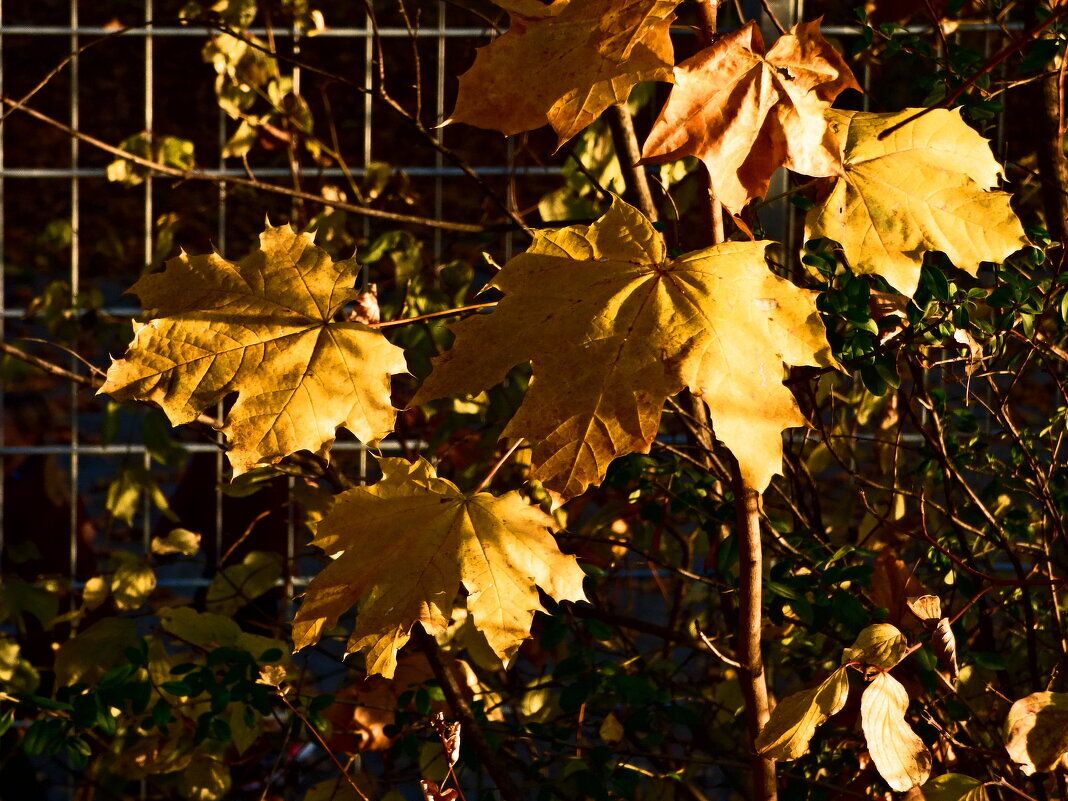 Осень 19 - Алексей Кузнецов