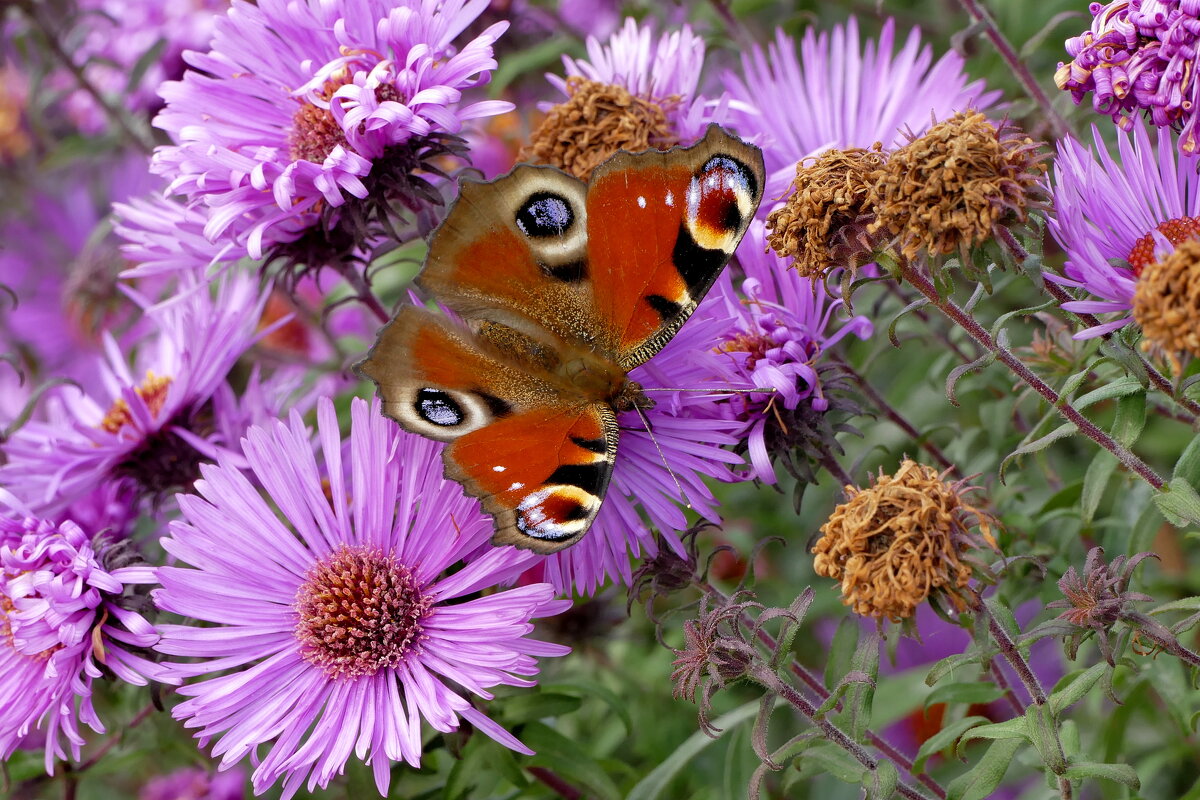 сюжеты октября  5 - Александр Прокудин