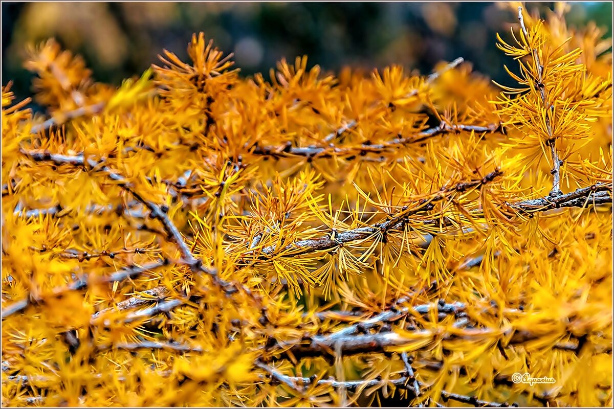 Рыжая осень... - Aquarius - Сергей