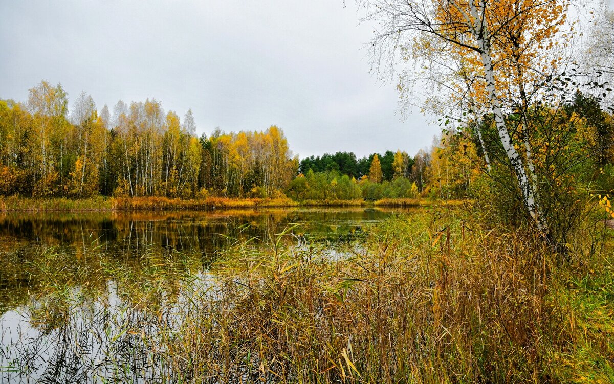 Осенний пейзаж. - Милешкин Владимир Алексеевич 