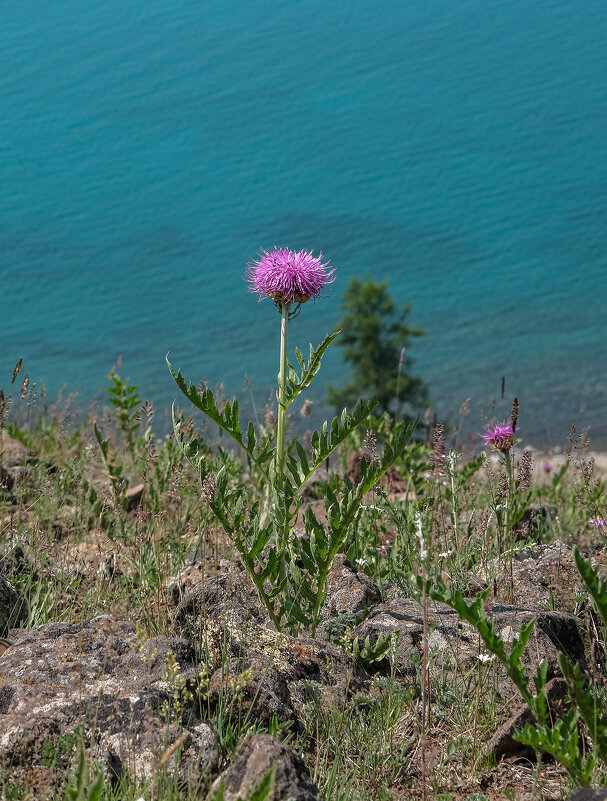 Цветы Хубсугула - Galina 