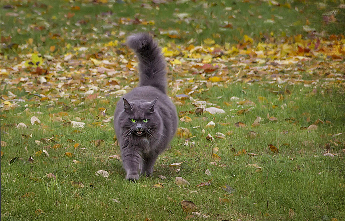 Гроза местной округи. - Bosanat 