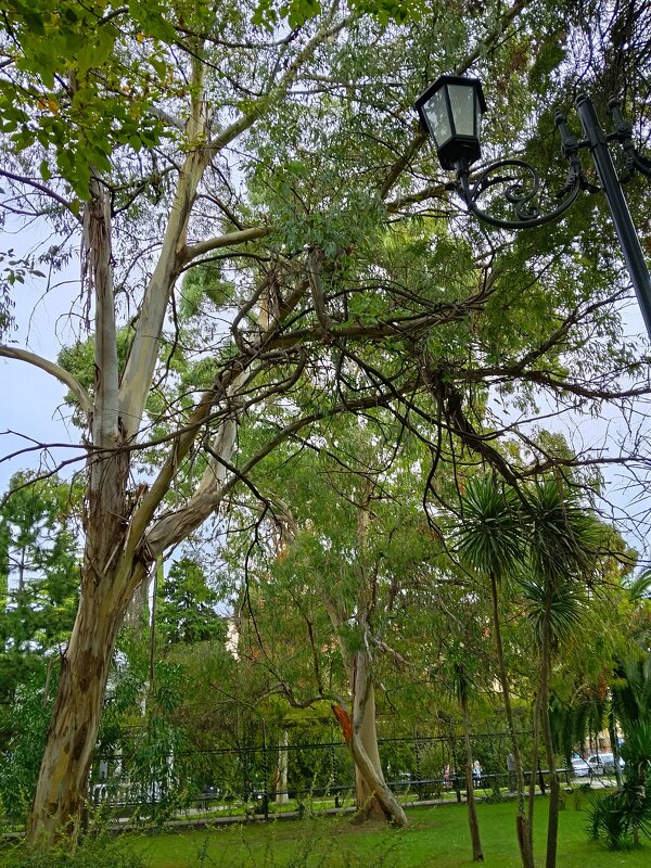 ПРИМОРСКИЙ СКВЕР - Tata Wolf