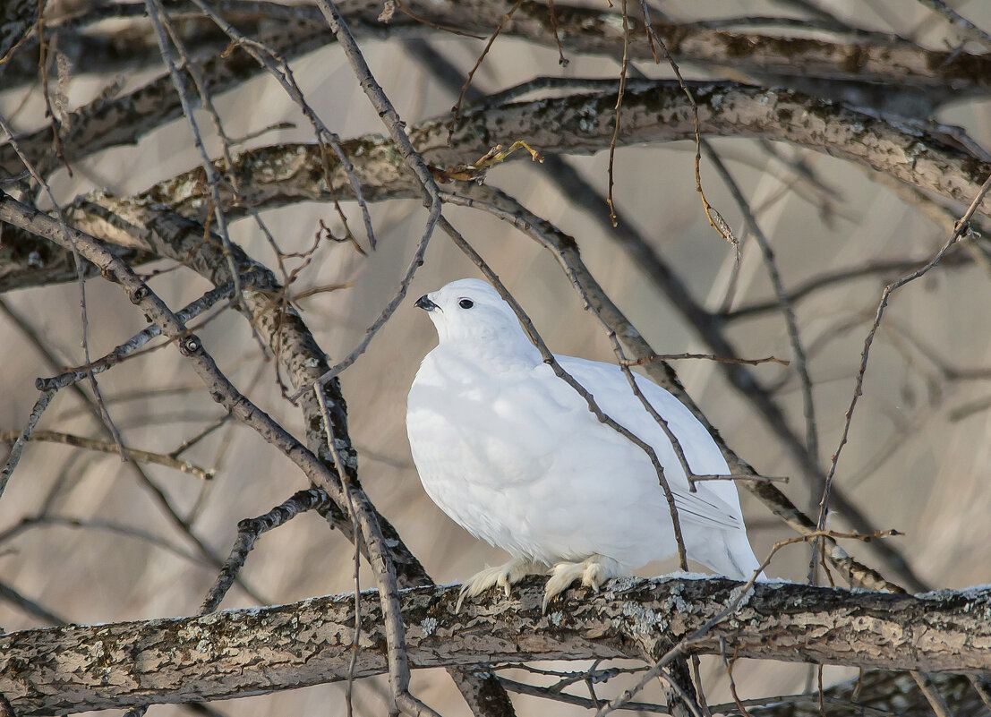 На пригреве. - Михаил Белоусов