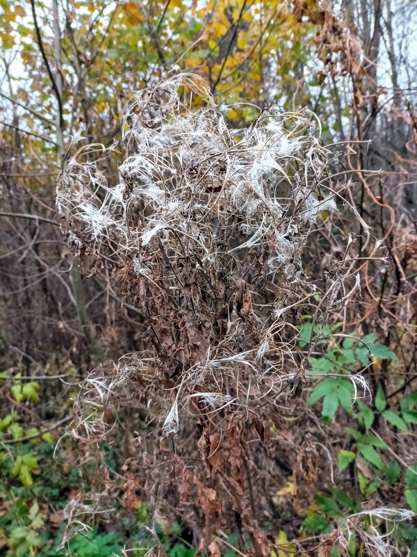 Иван-чай (кипрей) - Veera V