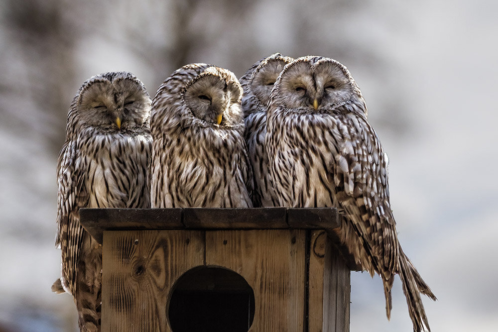 Неясыть - SanSan 