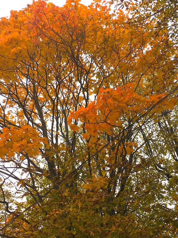 Краски Осени! - Olga Oskolkova Краски Осени! - Olga Oskolkova