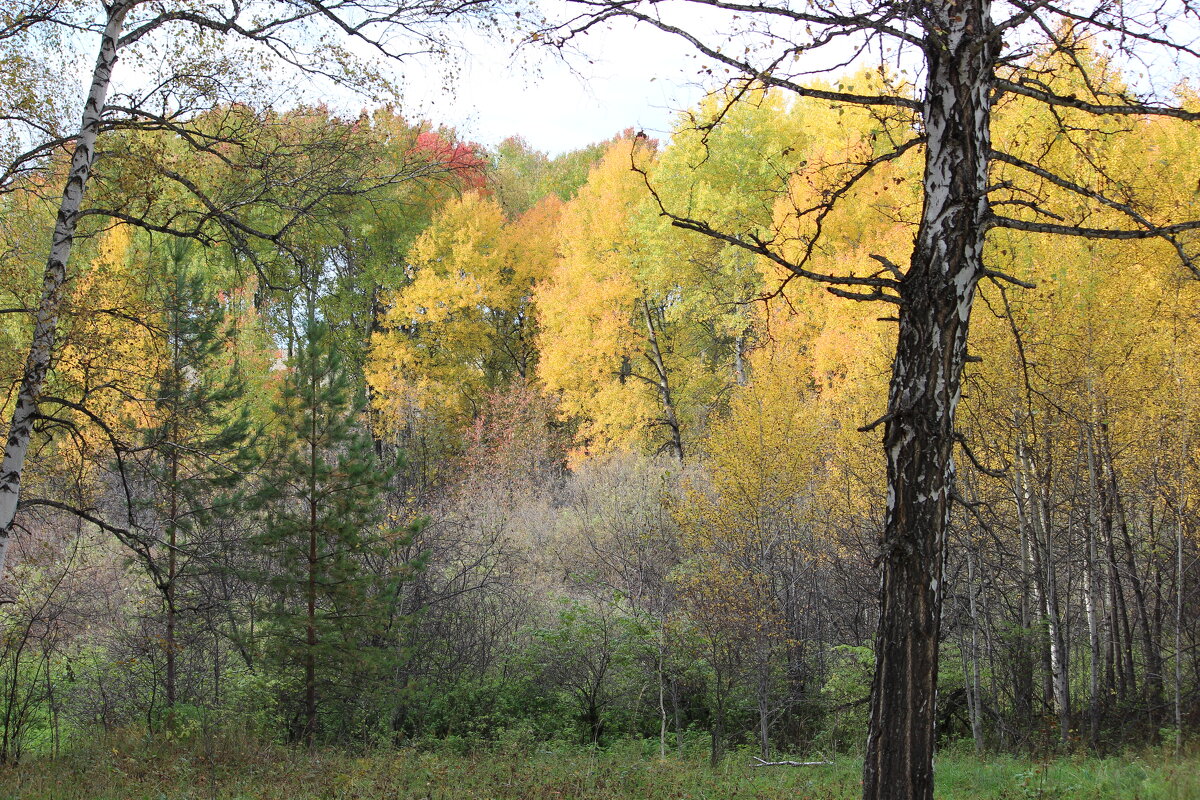 грустная пора, но очень красивая - Ольга Гомзина грустная пора, но очень красивая - Ольга Гомзина