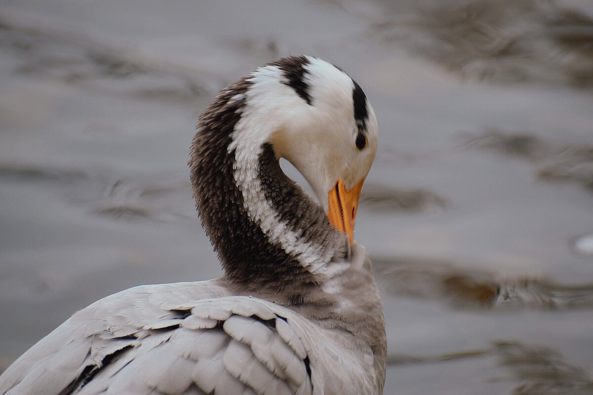 Во всей красе. - Татьяна Помогалова Во всей красе. - Татьяна Помогалова
