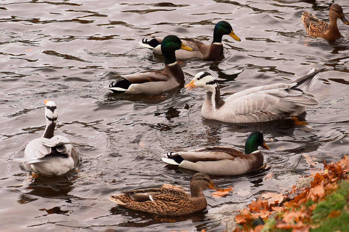 Обитатели пруда. - Татьяна Помогалова Обитатели пруда. - Татьяна Помогалова