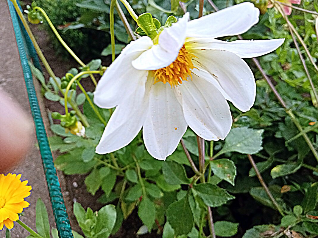 Цветы. - Владимир Драгунский