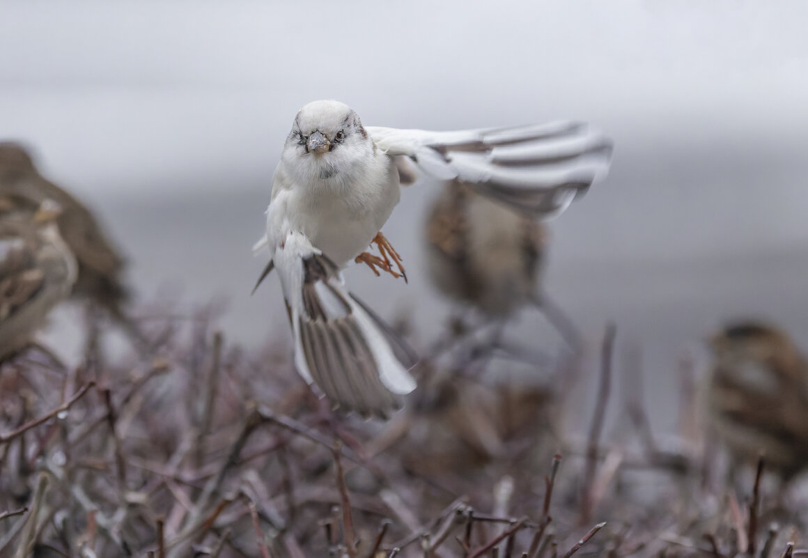 из жизни воробьев.белый воробей. - юрий макаров