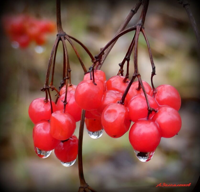 И слёзы льёт октябрь за окном... - Андрей Заломленков