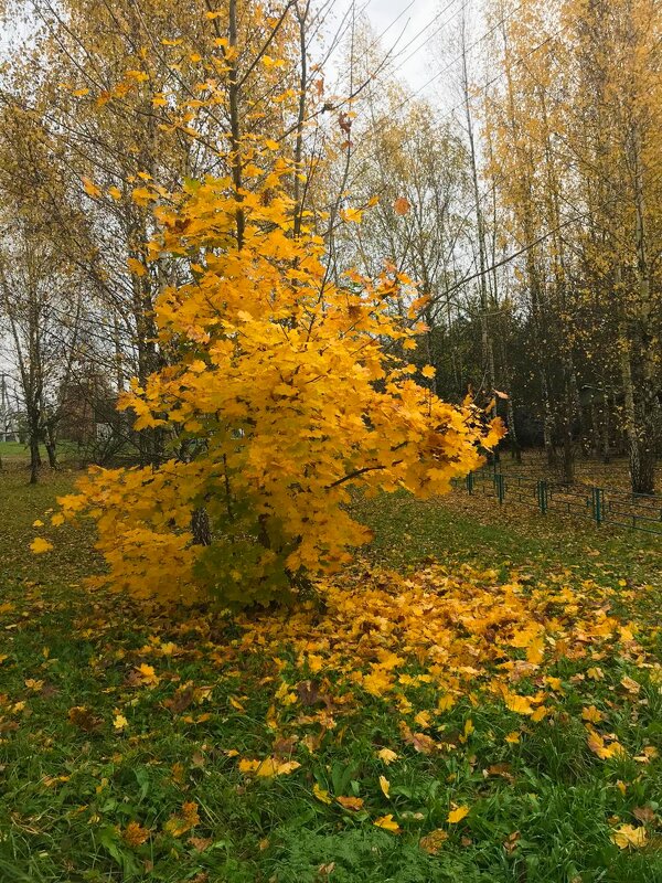 Осеннее - Елена Семигина