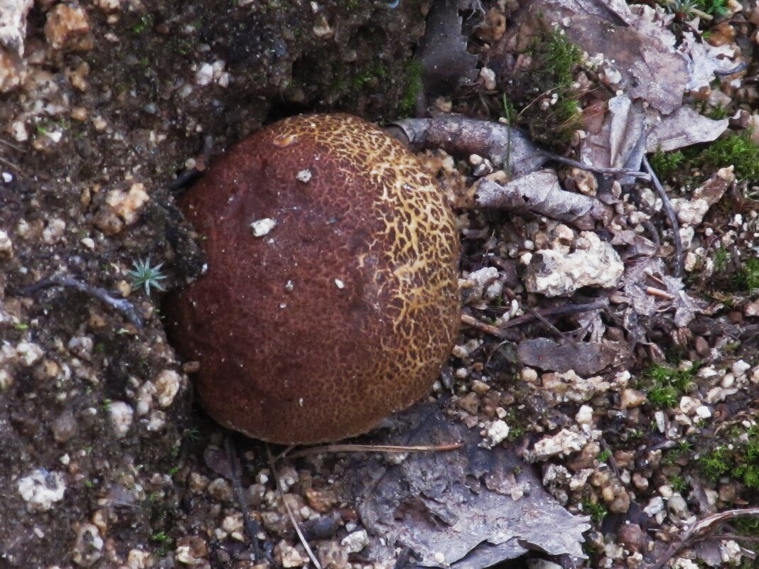 в парке - Елена Шаламова