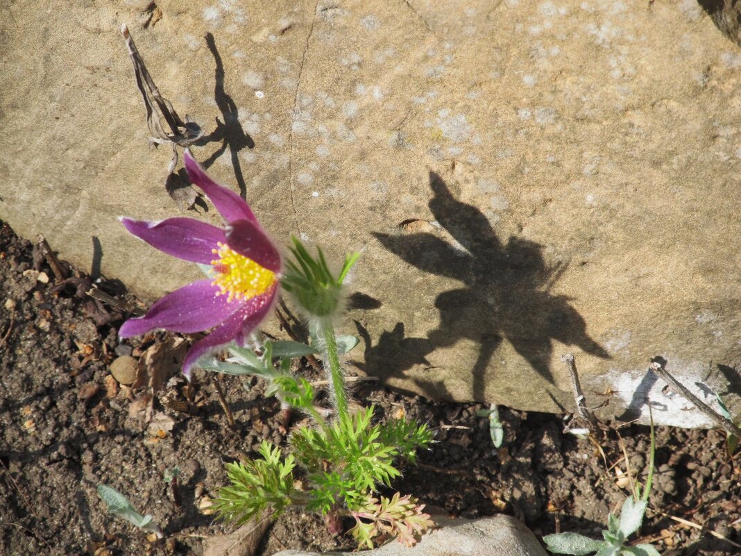 был апрель - Елена Шаламова