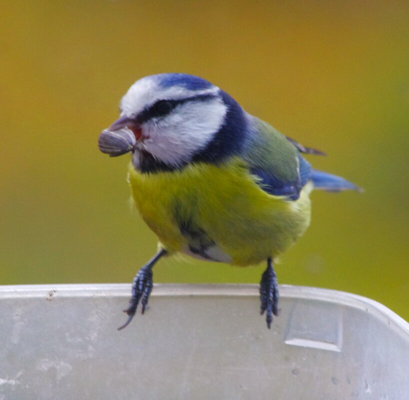 Полетели на дуб... - Юрий Куликов