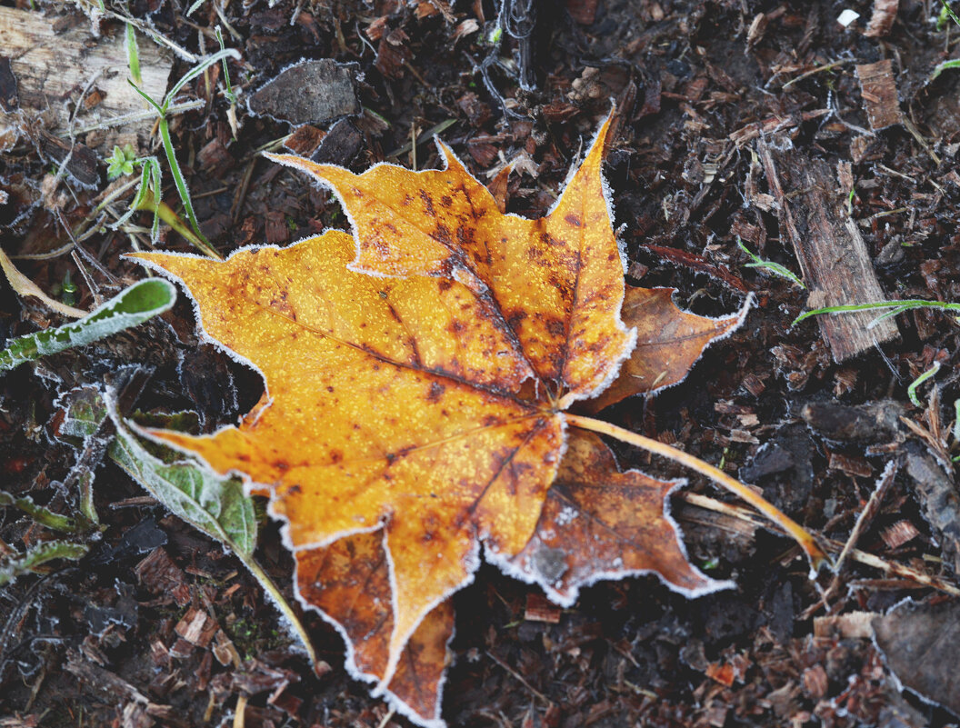 *** - Елена Kазак (selena1965)