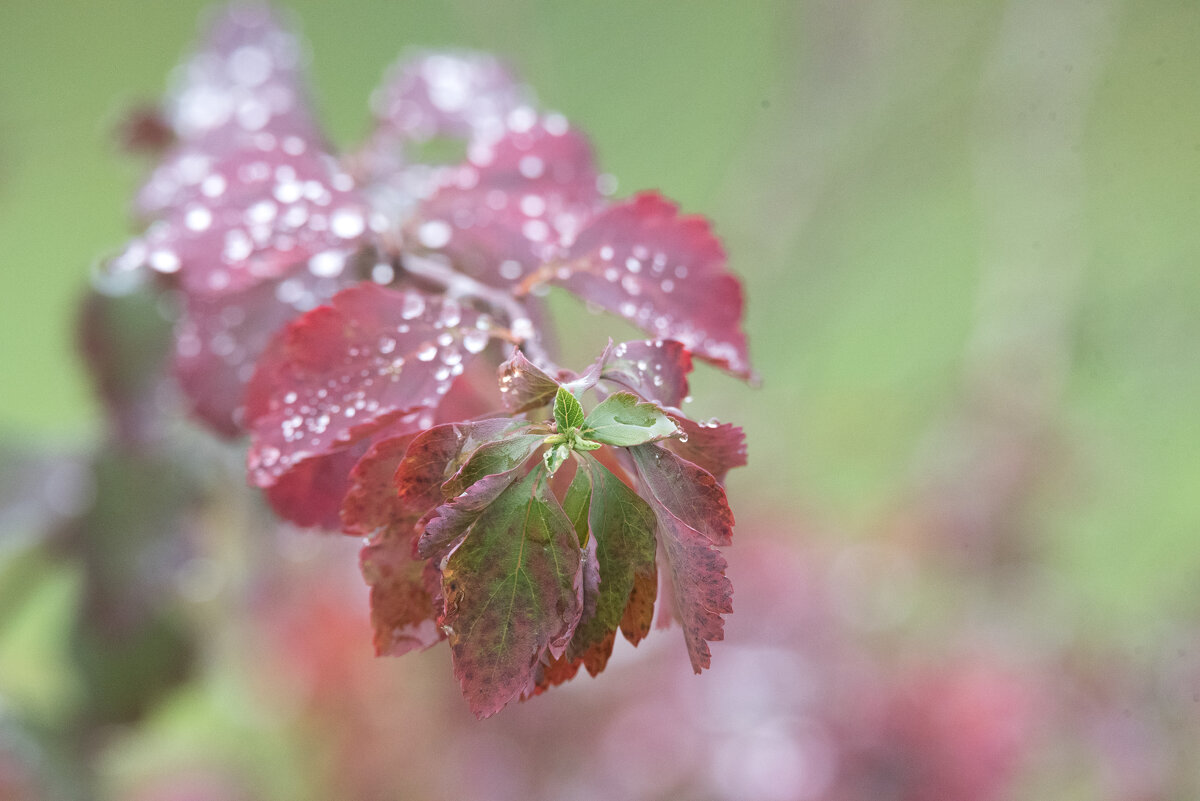 **** - Владимир Безбородов