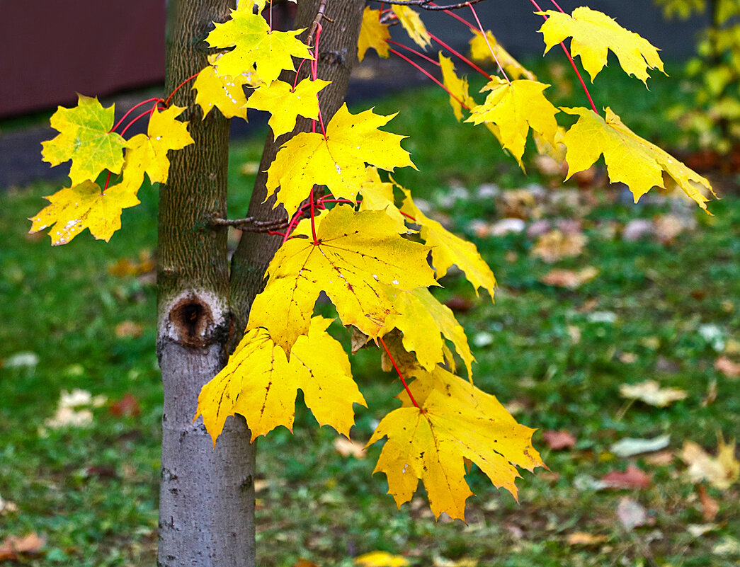 Осенний этюд - Светлана 