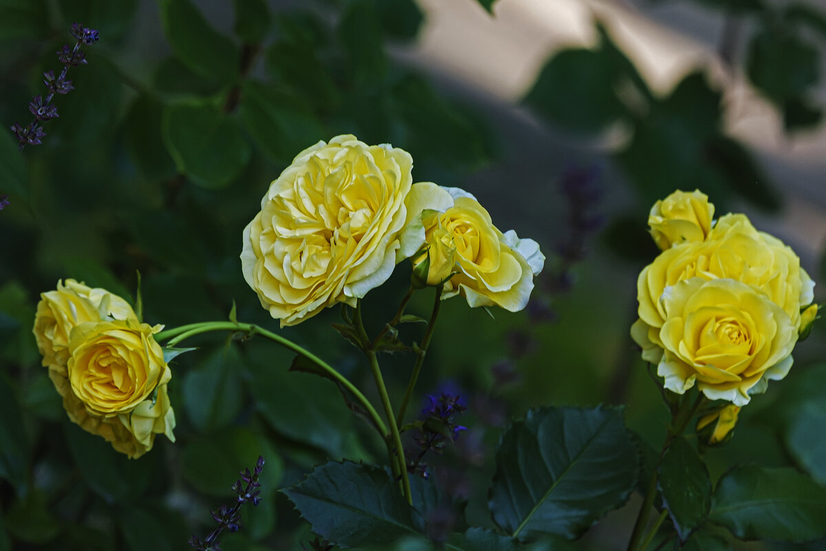 *** - Александр 