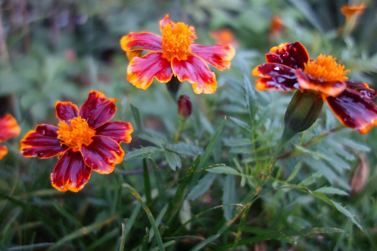 ...после дождика... - Галина 