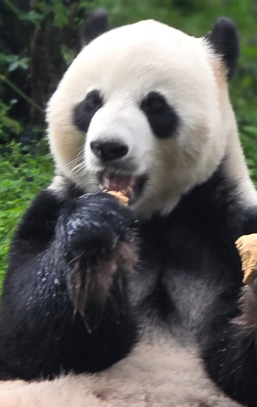 Большая панда (бамбуковый медведь) - Николай 