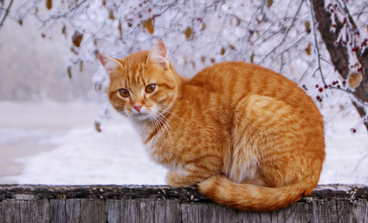 Кот. - сергей ермошкин