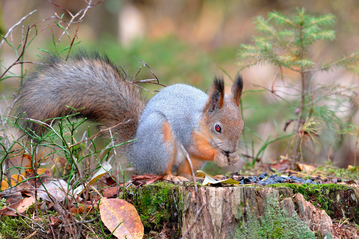 *** - Александр Зуев