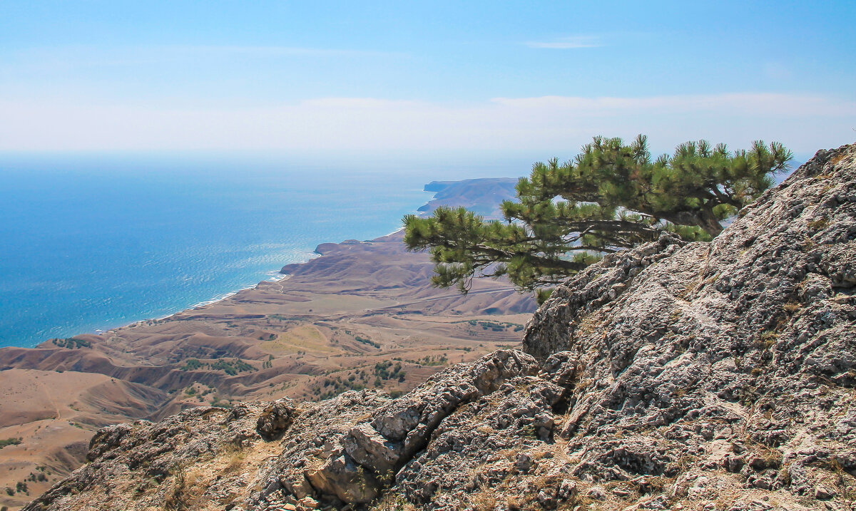 сосна "крыло дельтаплана" - РозаВетроф 