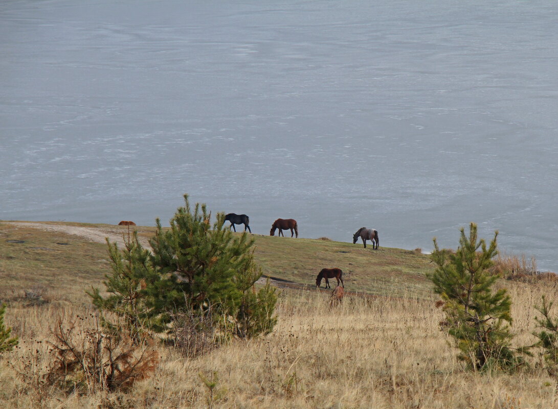лошади у озера - Андрей Катков