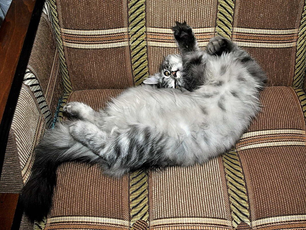 Барсик. - Алексей Бубнов