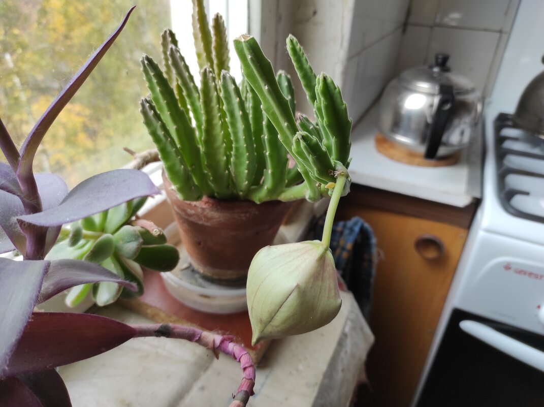 Бутон - Игорь Ч. Бутон - Игорь Ч.