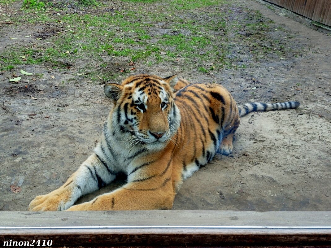 В ростовском зоопарке - Нина Бутко В ростовском зоопарке - Нина Бутко