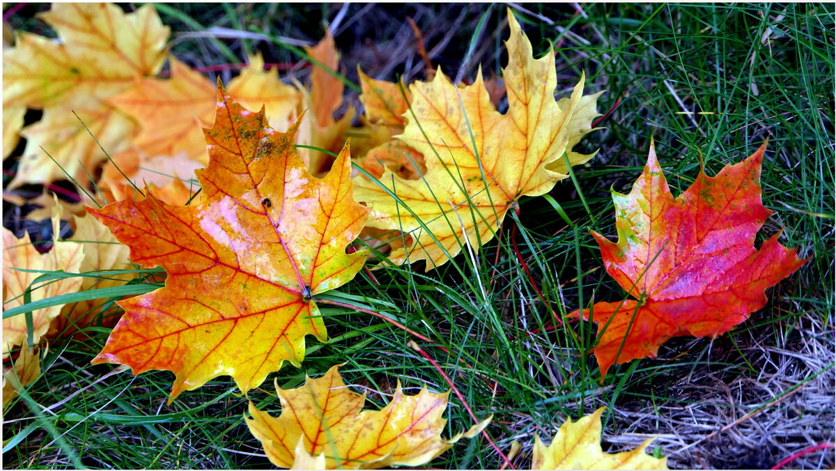 Ведь лето промчалось синицей, Красиво, но просто в момент! - "The Natural World" Александер