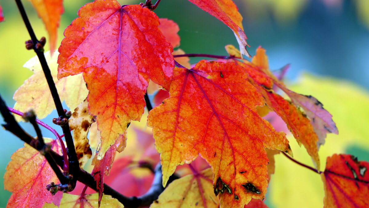 Лист качается узорный В синей луже на воде. - "The Natural World" Александер