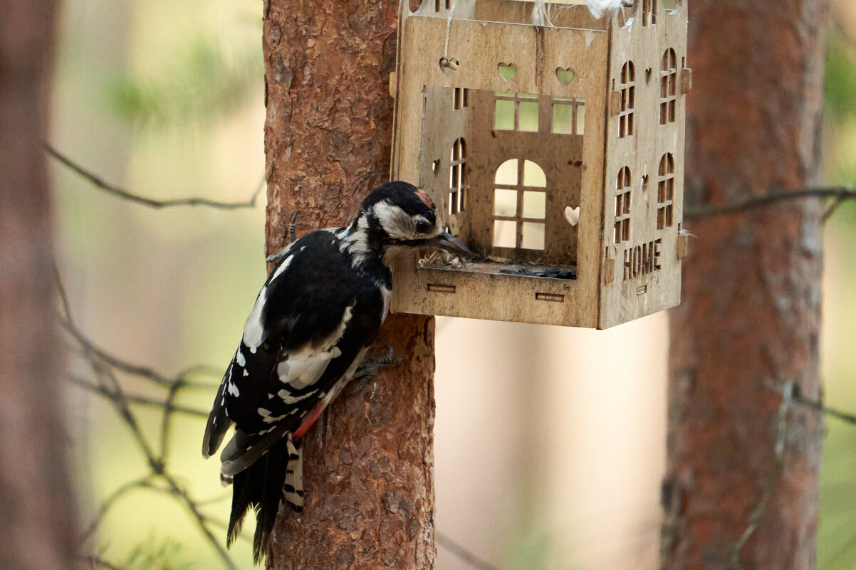 *** - Виталий Бенгард
