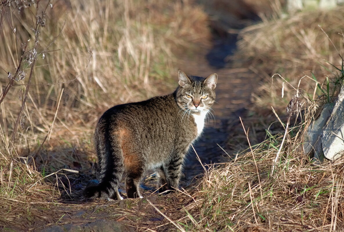 На узкой тропинке - Валерий 