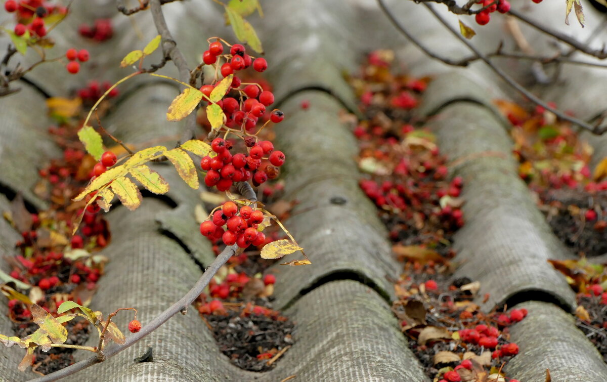 сюжеты октября  6 - Александр Прокудин