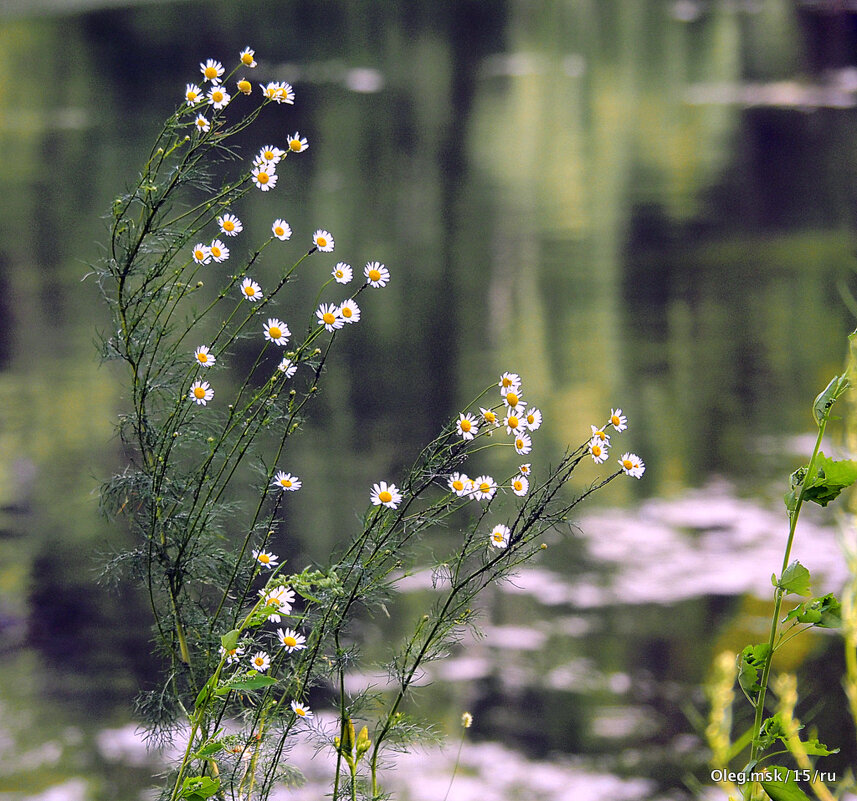 они на радость нам даны - Олег Лукьянов
