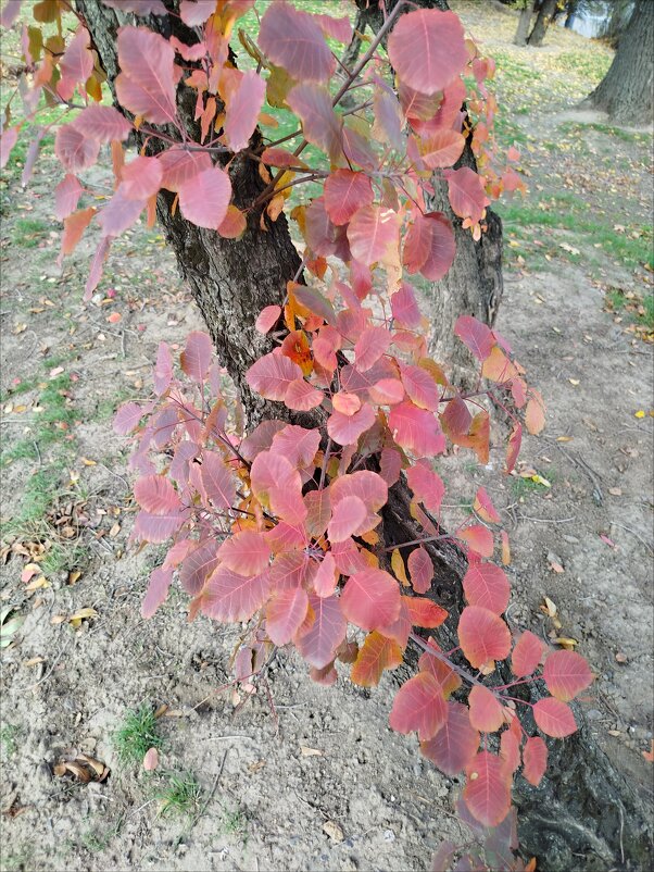 Осенняя нежность! - Надежда 