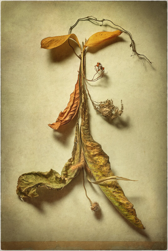Гербарий осени... - Oleg Rastorguev