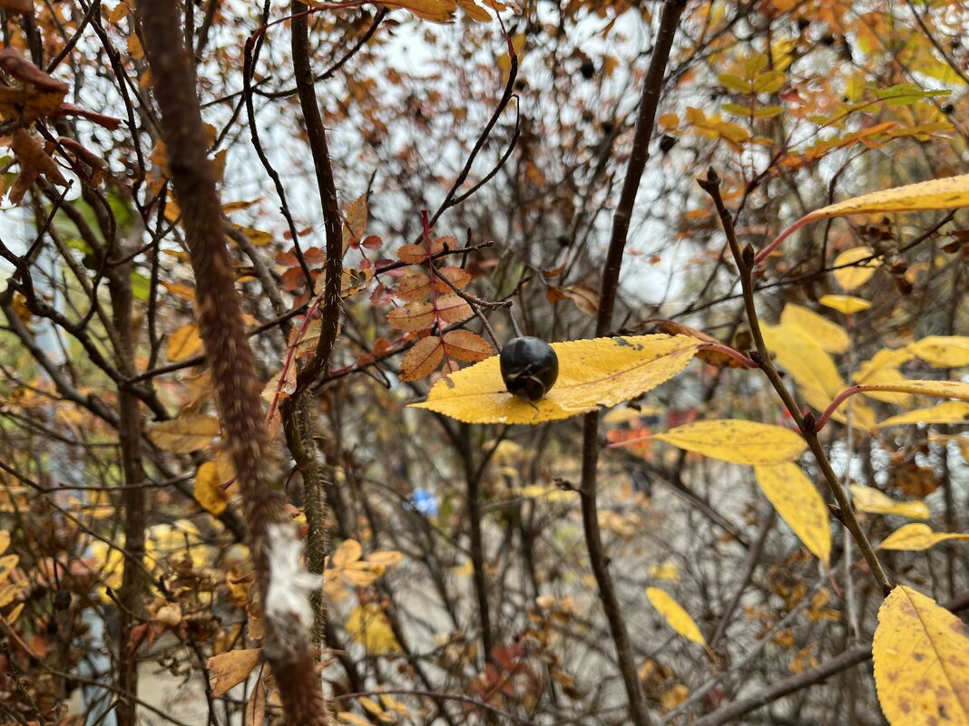 Осенний сюжет. - Olga Oskolkova