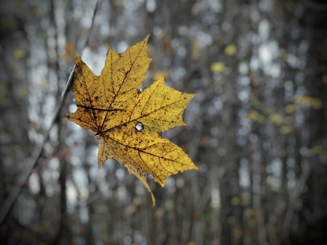 Из истории одиноких листочков. - Любовь 