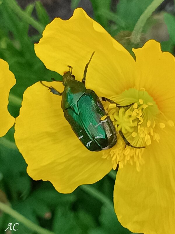 Бронзовка - Любовь Сахарова