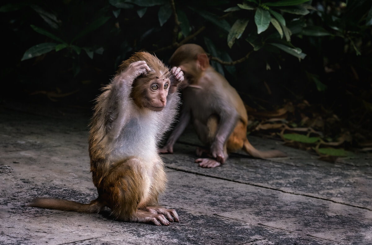 НА ОСТРОВЕ ОБЕЗЪЯН (ХАЙНАНЬ) - Александр 