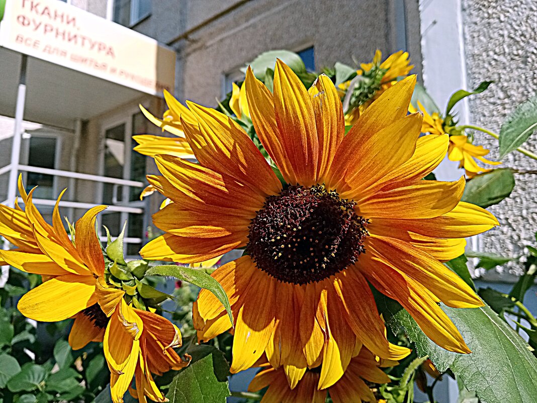 Цветы. - Владимир Драгунский