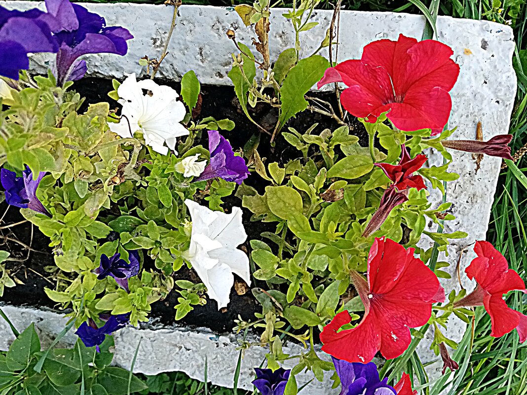 Цветы. - Владимир Драгунский