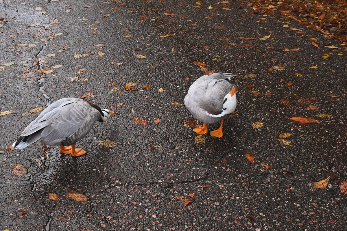 Один кричит, второй кланяется на прощание.. - Татьяна Помогалова Один кричит, второй кланяется на прощание.. - Татьяна Помогалова