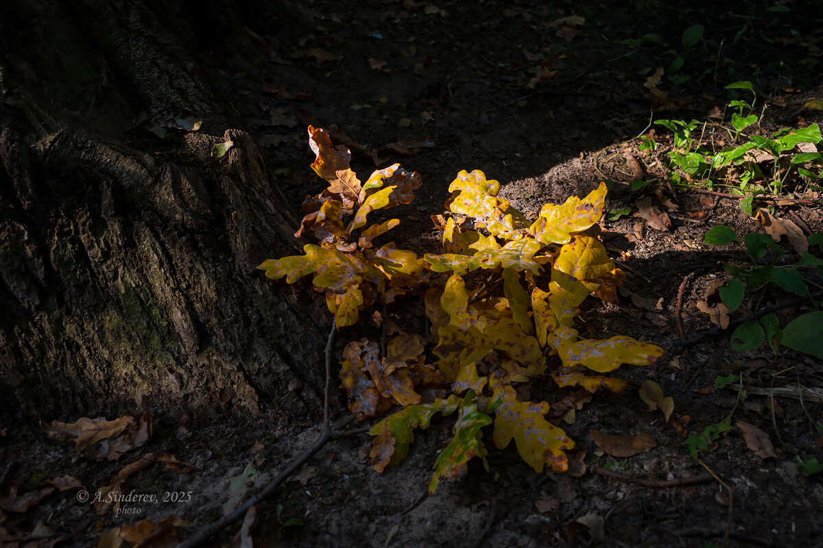 Жёлтые дубовые листья в солнечном свете - Александр Синдерёв